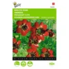 Adonisroosje - Adonis Aestivalis -Goedkope Tuin Adem Winkel adonisroosje adonis aestivalis 1646840323 283 600