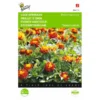 Afrikaan Petite Harmony - Tagetes Patula Nana -Goedkope Tuin Adem Winkel afrikaan petite harmony tagetes patula nana 1646840331 441 600