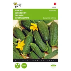 Augurken Kleine Groene Scherpe - Cucumis Sativus