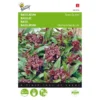 Basilicum Siam Queen - Ocimum Basilicum -Goedkope Tuin Adem Winkel basilicum siam queen ocimum basilicum 1646840312 15 600