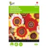 Bonte Ganzebloem Mix - Chrysanthemum Carinatum 1 Bonte Ganzebloem Mix - Chrysanthemum Carinatum -Goedkope Tuin Adem Winkel bonte ganzebloem mix chrysanthemum carinatum 1646840326 323 600