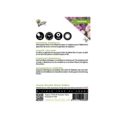 Campanula Medium (dubbelbloemig Marietteklokje) -Goedkope Tuin Adem Winkel campanula medium dubbelbloemig marietteklokje 1646840334 498 600