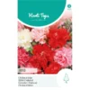 Chabaud Anjer Mix - Dianthus Caryophyllus -Goedkope Tuin Adem Winkel chabaud anjer mix dianthus caryophyllus 1646840361 1078 600