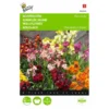 Cheiranthus Cheiri (muurbloemen Gemengd) 2 Cheiranthus Cheiri (muurbloemen Gemengd) -Goedkope Tuin Adem Winkel cheiranthus cheiri muurbloemen gemengd 1646840334 499 600