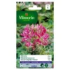 Cleome Kattensnor Roze -Goedkope Tuin Adem Winkel cleome kattensnor roze 1646839547 241 600