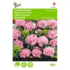 Dianthus Barbatus Pink Beauty -Goedkope Tuin Adem Winkel dianthus barbatus pink beauty 1646840334 503 600