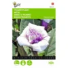 Doornappel - Datura Metel 2 Doornappel - Datura Metel -Goedkope Tuin Adem Winkel doornappel datura metel 1646840345 706 600