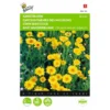 Gele Ganzebloem - Chrysanthemum Segetum -Goedkope Tuin Adem Winkel gele ganzebloem chrysanthemum segetum 1646840326 325 600