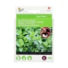 Groene Munt - 4 Zaadpads 1 Groene Munt - 4 Zaadpads -Goedkope Tuin Adem Winkel groene munt 4 zaadpads 1646840345 714 600