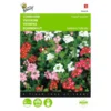 Ijzerhard Mix - Verbena Hybrida Compacta -Goedkope Tuin Adem Winkel ijzerhard mix verbena hybrida compacta 1646840332 461 600