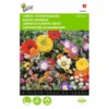 Japans Bloemengazon -Goedkope Tuin Adem Winkel japans bloemengazon 1646840333 477 600