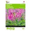 Kattensnor Rose Queen - Cleome Spinosa 2 Kattensnor Rose Queen - Cleome Spinosa -Goedkope Tuin Adem Winkel kattensnor rose queen cleome spinosa 1646840326 327 600