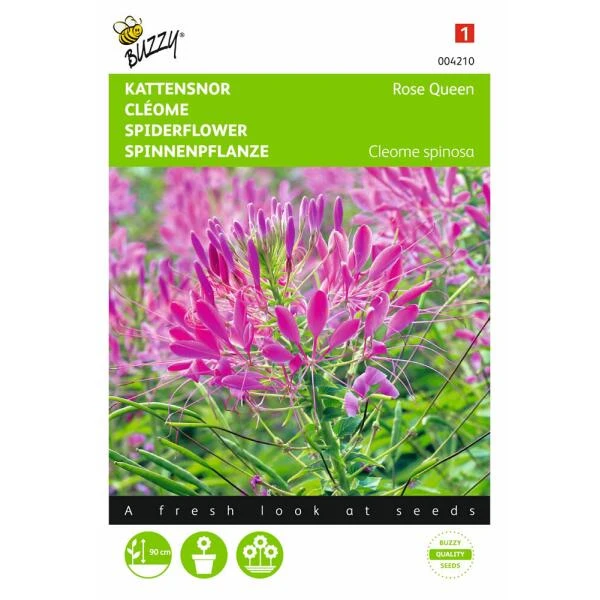 Kattensnor Rose Queen - Cleome Spinosa 3 Kattensnor Rose Queen - Cleome Spinosa