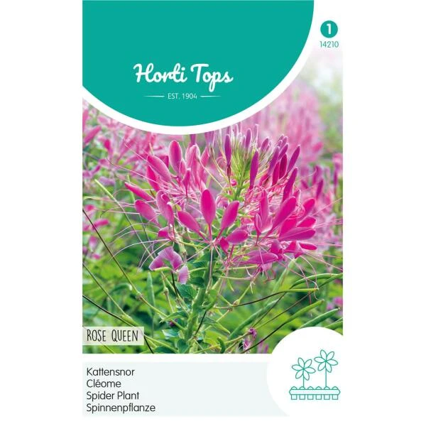 Kattensnor Rose Queen - Cleome Spinosa HT 3 Kattensnor Rose Queen - Cleome Spinosa HT