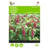 Kattenstaartamarant - Amaranthus Caudatus -Goedkope Tuin Adem Winkel kattenstaartamarant amaranthus caudatus 1646840324 291 600