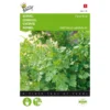 Kervel Fijne Krul - Anthriscus Cereflolium -Goedkope Tuin Adem Winkel kervel fijne krul anthriscus cereflolium 1646840311 5 600