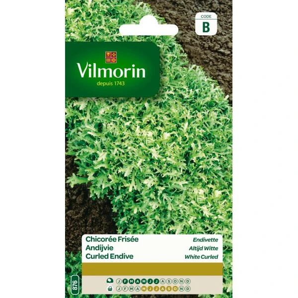 Krulandijvie Altijd Witte 3 Krulandijvie Altijd Witte