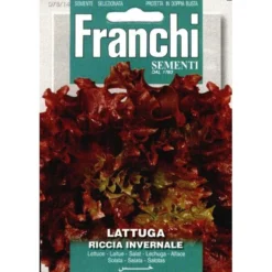 Lattuga Riccia Invernale - Kropsla Rood