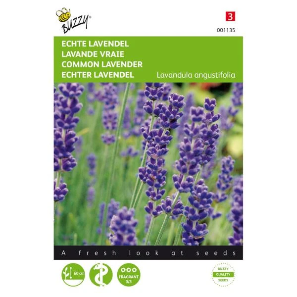 Lavendel - Lavandula Angustifolia 3 Lavendel - Lavandula Angustifolia