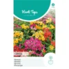 Nemesia Carnaval -Goedkope Tuin Adem Winkel nemesia carnaval 1646840363 1124 600