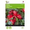Paprika Snack Patio Rood - Paragon -Goedkope Tuin Adem Winkel paprika snack patio rood paragon 1646840383 1518 600