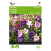 Petunia - Petunia Nana Compacta -Goedkope Tuin Adem Winkel petunia petunia nana compacta 1646840330 419 600