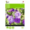 Petunia Raadsheer - Petunia Nana Compacta -Goedkope Tuin Adem Winkel petunia raadsheer petunia nana compacta 1646840330 421 600