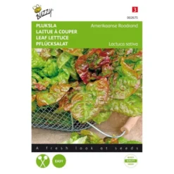 Pluksla Amerikaanse Roodrand - Lactuca Sativa