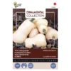 Pompoen Kalebas Waltham Butternut -Goedkope Tuin Adem Winkel pompoen kalebas waltham butternut 1646840338 597 600