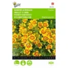 Randjesafrikaan - Tagetes Pumila -Goedkope Tuin Adem Winkel randjesafrikaan tagetes pumila 1646840332 451 600