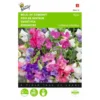 Reukerwt Bijou - Lathyrus Odoratus -Goedkope Tuin Adem Winkel reukerwt bijou lathyrus odoratus 1646840328 381 600