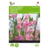 Reukerwt Royal Family Roze - Lathyrus Odoratus -Goedkope Tuin Adem Winkel reukerwt royal family roze lathyrus odoratus 1646840329 389 600