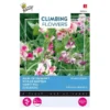 Reukerwt Unwins Striped - Lathyrus (Climbers) 1 Reukerwt Unwins Striped - Lathyrus (Climbers) -Goedkope Tuin Adem Winkel reukerwt unwins striped lathyrus climbers 1646840341 649 600