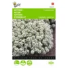 Sneeuwtapijt - Alyssum Marit. Procumbens 1 Sneeuwtapijt - Alyssum Marit. Procumbens -Goedkope Tuin Adem Winkel sneeuwtapijt alyssum marit procumbens 1646840324 289 600