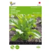 Snijbiet Groene Gewone 5 G - Beta Vulgaris -Goedkope Tuin Adem Winkel snijbiet groene gewone 5 g beta vulgaris 1646840321 221 600