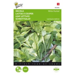 Snijsla Witte Dunsel - Lactuca Sativa