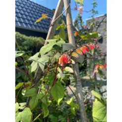Spaanse Vlag - Mina Lobata -Goedkope Tuin Adem Winkel spaanse vlag mina lobata 1646840363 1117 600