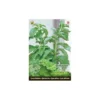 Stevia Rebaudiana - Suikerplantje (special) -Goedkope Tuin Adem Winkel stevia suikerplantje 1484054515 1 600