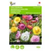 Strobloem - Helichrysum Bracteatum -Goedkope Tuin Adem Winkel strobloem helichrysum bracteatum 1646840328 371 600