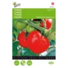 Tomaten Pyros F1 - Lycopersicon Esculentum -Goedkope Tuin Adem Winkel tomaten pyros f1 lycopersicon esculentum 1646840321 229 600