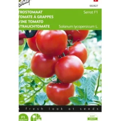 Trostomaten Philippos F1 - Lycopersicon Esculentum