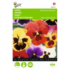 Viola Wittrockiana Aalsmeerse Reuzen