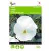 Viola Wittrockiana Mont Blanc -Goedkope Tuin Adem Winkel viola wittrockiana mont blanc 1646840335 523 600