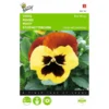 Viola Wittrockiana Red Wing -Goedkope Tuin Adem Winkel viola wittrockiana red wing 1646840335 525 600