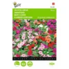 Vlijtig Liesje Nana Baby - Impatiens Walleriana -Goedkope Tuin Adem Winkel vlijtig liesje nana baby impatiens walleriana 1646840328 375 600