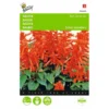 Vuursalie Sint Jansvuur - Salvia Splendens 1 Vuursalie Sint Jansvuur - Salvia Splendens -Goedkope Tuin Adem Winkel vuursalie sint jansvuur salvia splendens 1646840330 429 600
