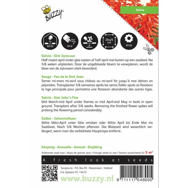 Vuursalie Sint Jansvuur - Salvia Splendens 4 Vuursalie Sint Jansvuur - Salvia Splendens - Afbeelding 2
