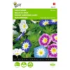 Winde Driekleurig - Convolvulus Tricolor -Goedkope Tuin Adem Winkel winde driekleurig convolvulus tricolor 1646840326 331 600