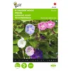 Winde Purper - Ipomoea Purpurea -Goedkope Tuin Adem Winkel winde purper ipomoea purpurea 1646840328 377 600