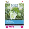 Witte Klokwinde - Cobaea Alba Wit (Klimmer) -Goedkope Tuin Adem Winkel witte klokwinde cobaea alba wit klimmer 1646840340 643 600